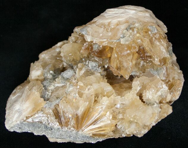 Partial Clam Fossil with Golden Calcite Crystals - #14717